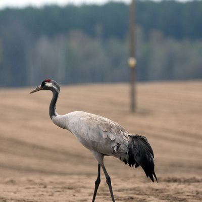 Kranich auf dem Feld