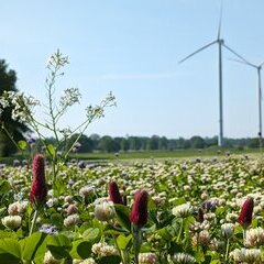 Wiese mit Windrädern im Hintergrund