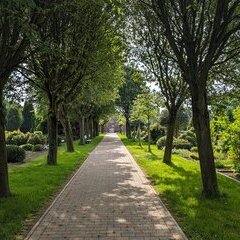 Foto Eingang Friedhof Elsdorf mit Baumallee