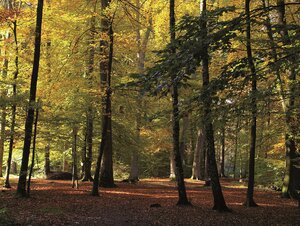 grüner Herbstwald in der Ahe