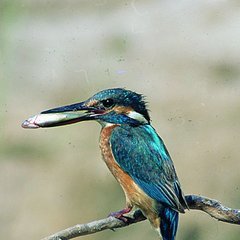 Natur- Eisvogel